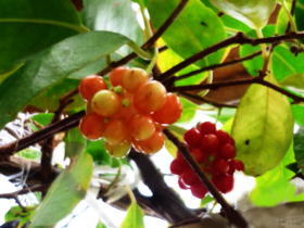 美男葛（びなんかづら）の実