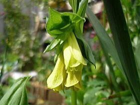 黄花宝鐸（ほうちゃく）草