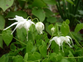 いかり草（白）