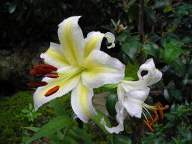 山百合（園芸種）