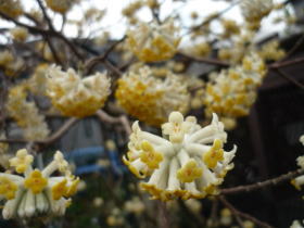 三椏（みつまた）