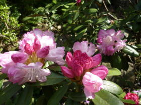 日本石楠花（隠岐）