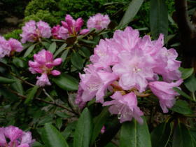 日本石楠花（佐渡）