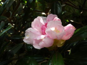 日本石楠花（屋久島）