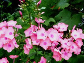 花魁草（おいらんそう）