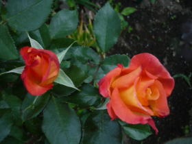 薔薇（チャールストン）