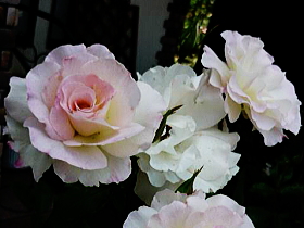 薔薇（マチルダ）