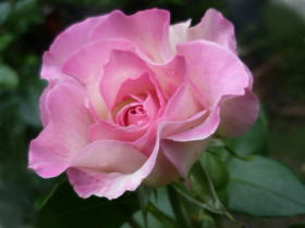 薔薇（ポーターローズ）