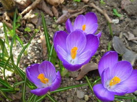 クロッカス