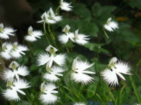 鷺草（さぎそう）