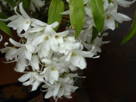 石斛（せっこく）