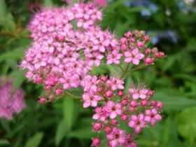 下野草（しもつけそう）