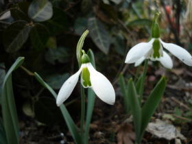 スノードロップ