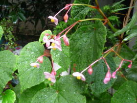 秋海棠（別名 瓔珞草）