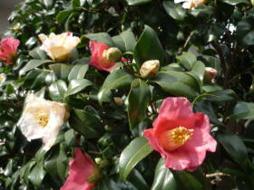 椿・秋の山（咲き分け）