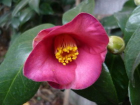 椿（初嵐、赤）