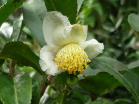 茶花（白／ピンク）