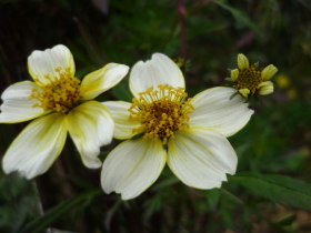 ウィンターコスモス