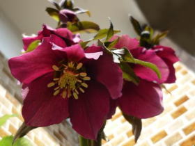 クリスマスローズ（赤紫）