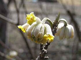 三椏（みつまた）