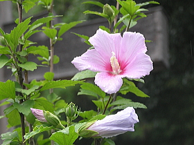 木槿（むくげ）