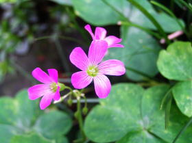 紫酢漿草（むらさきかたばみ）