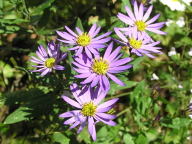 野紺菊（のこんぎく）