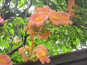 凌霄花（のうぜんかずら）