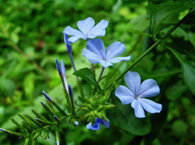 瑠璃茉莉（ルリマツリ）