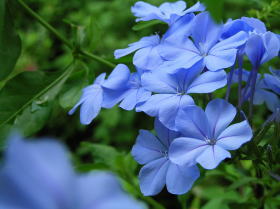 瑠璃茉莉（るりまつり、プルムバーゴ）