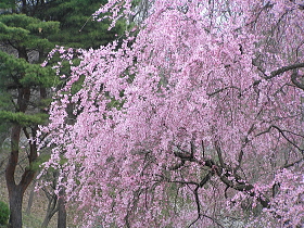 枝垂桜