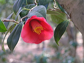椿（三河雲竜）