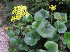 石蕗（つわぶき）