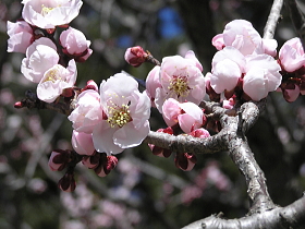 梅（薄色縮緬）