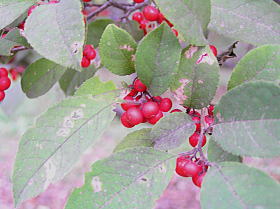 梅擬（うめもどき）