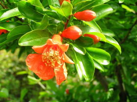 花石榴