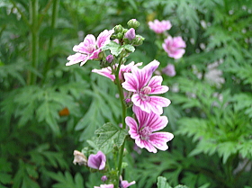 銭葵（ぜにあおい）